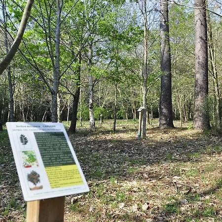 Alvarella Villarmayor (Galicia)